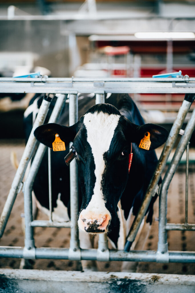 Vache dans une exploitation agricole - Gebrüder Lenges